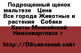 Подрощенный щенок мальтезе › Цена ­ 15 000 - Все города Животные и растения » Собаки   . Ханты-Мансийский,Нижневартовск г.